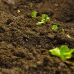 Jak ograniczyć parowanie wody z gleby? jak-ograniczyc-parowanie-z-gleby